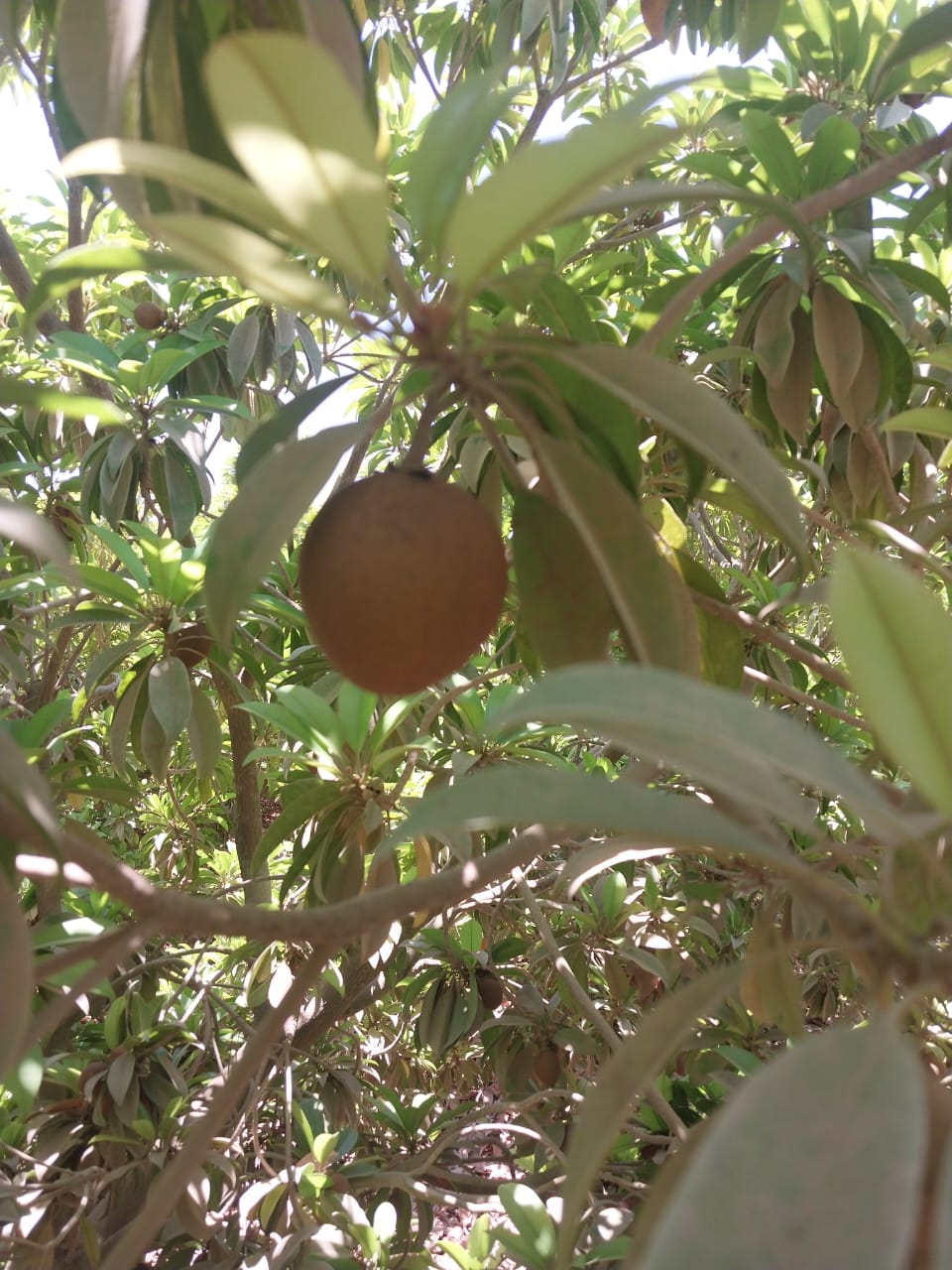 Indian Sapodilla
